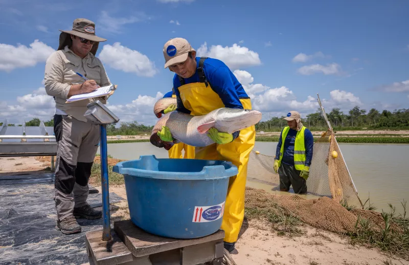 Paiche at the source — Peru, Amazon Basin