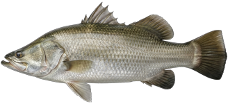 Barramundi