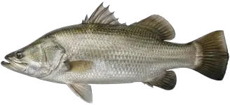 Barramundi