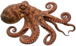 Octopus