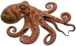 Octopus