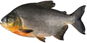 Pacu