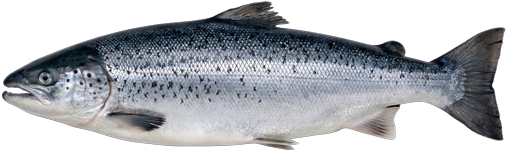 Salmon