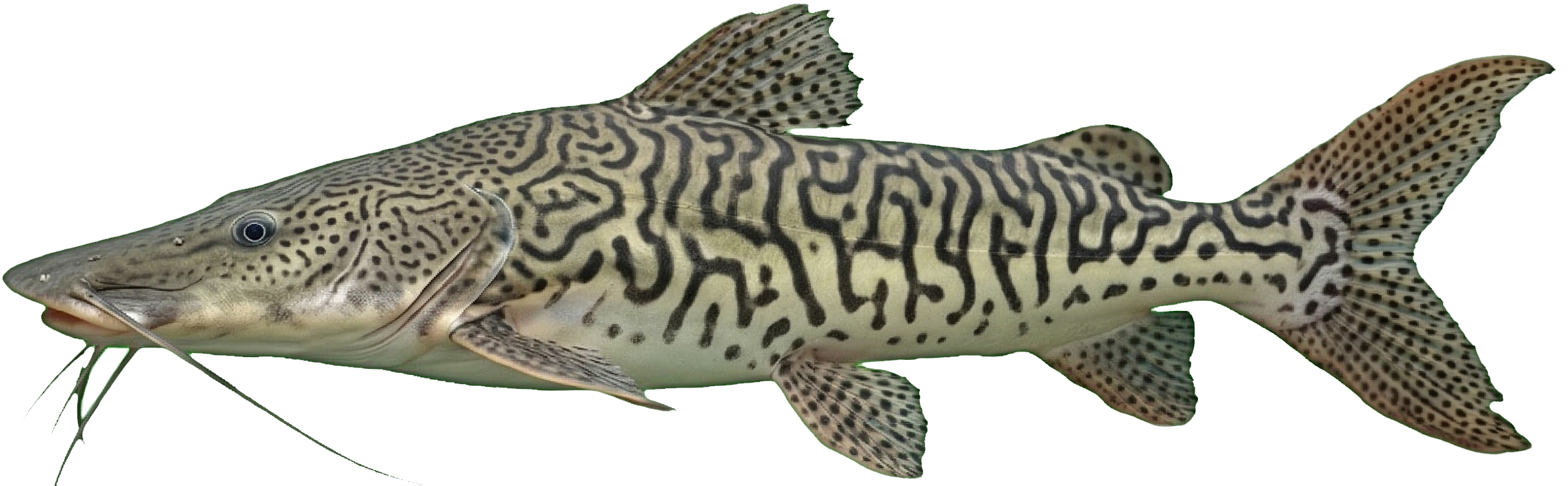 Pseudoplatystoma fasciatum — Doncella