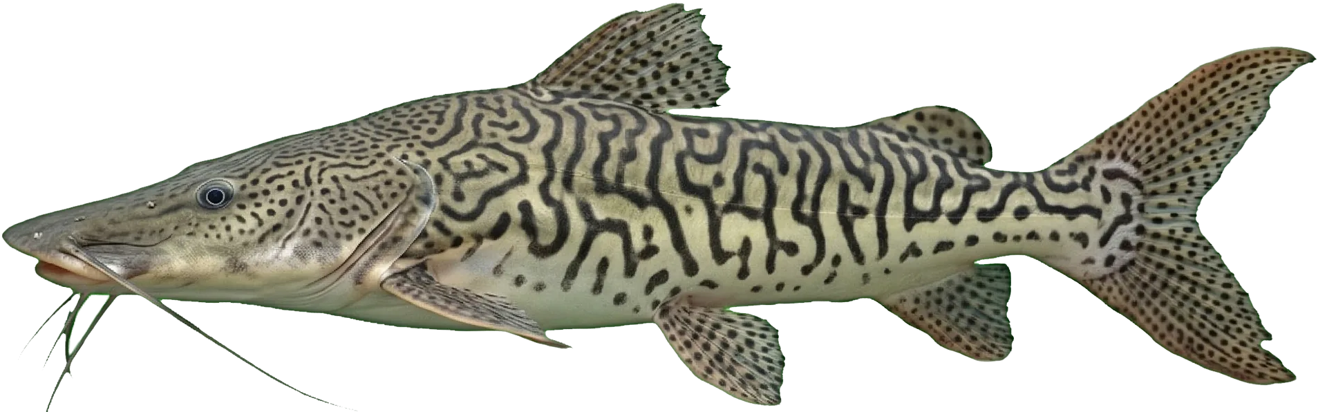 Pseudoplatystoma punctifer — Doncella