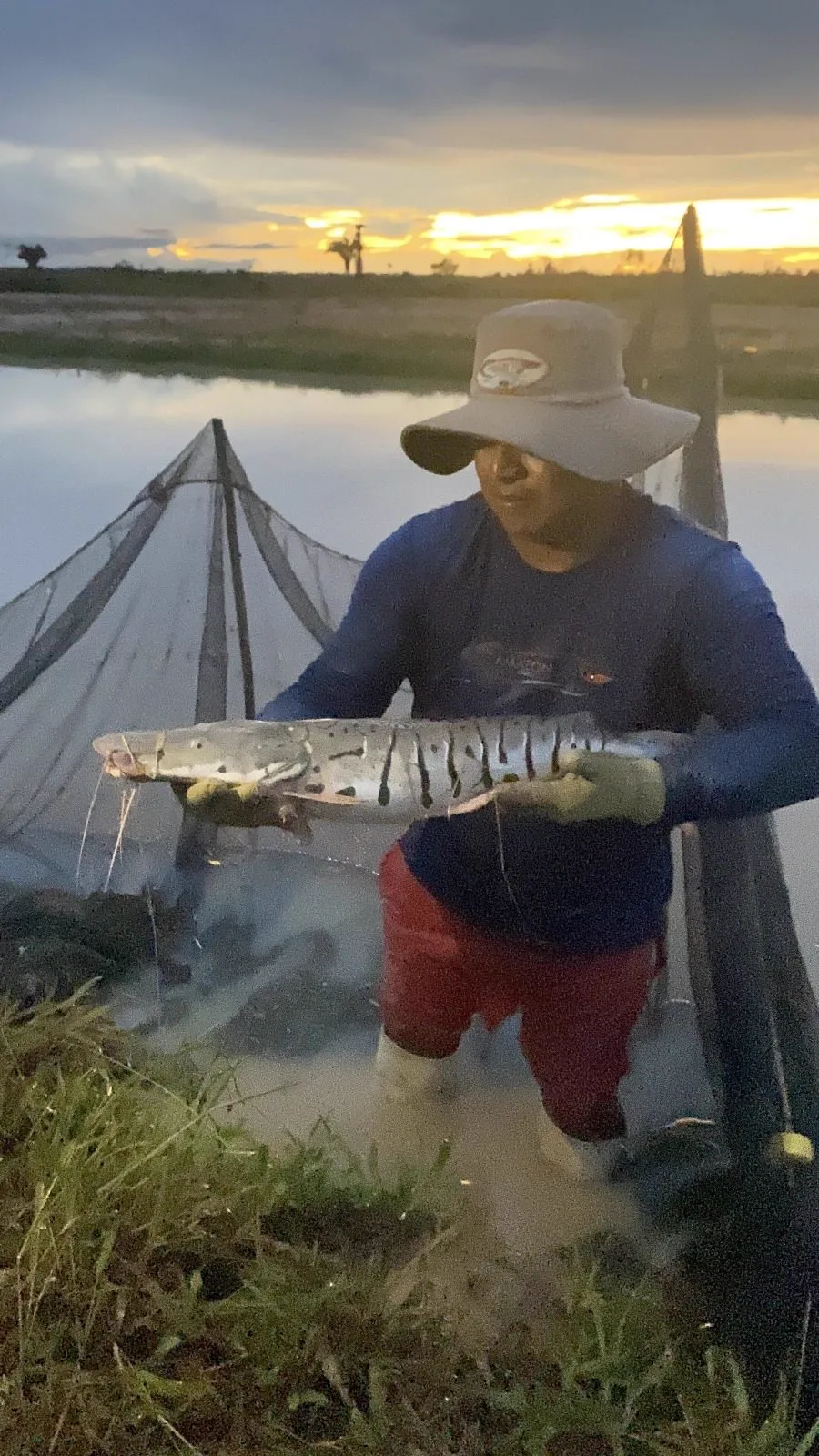 Doncella at the Amazonian Reserve farm, Peru