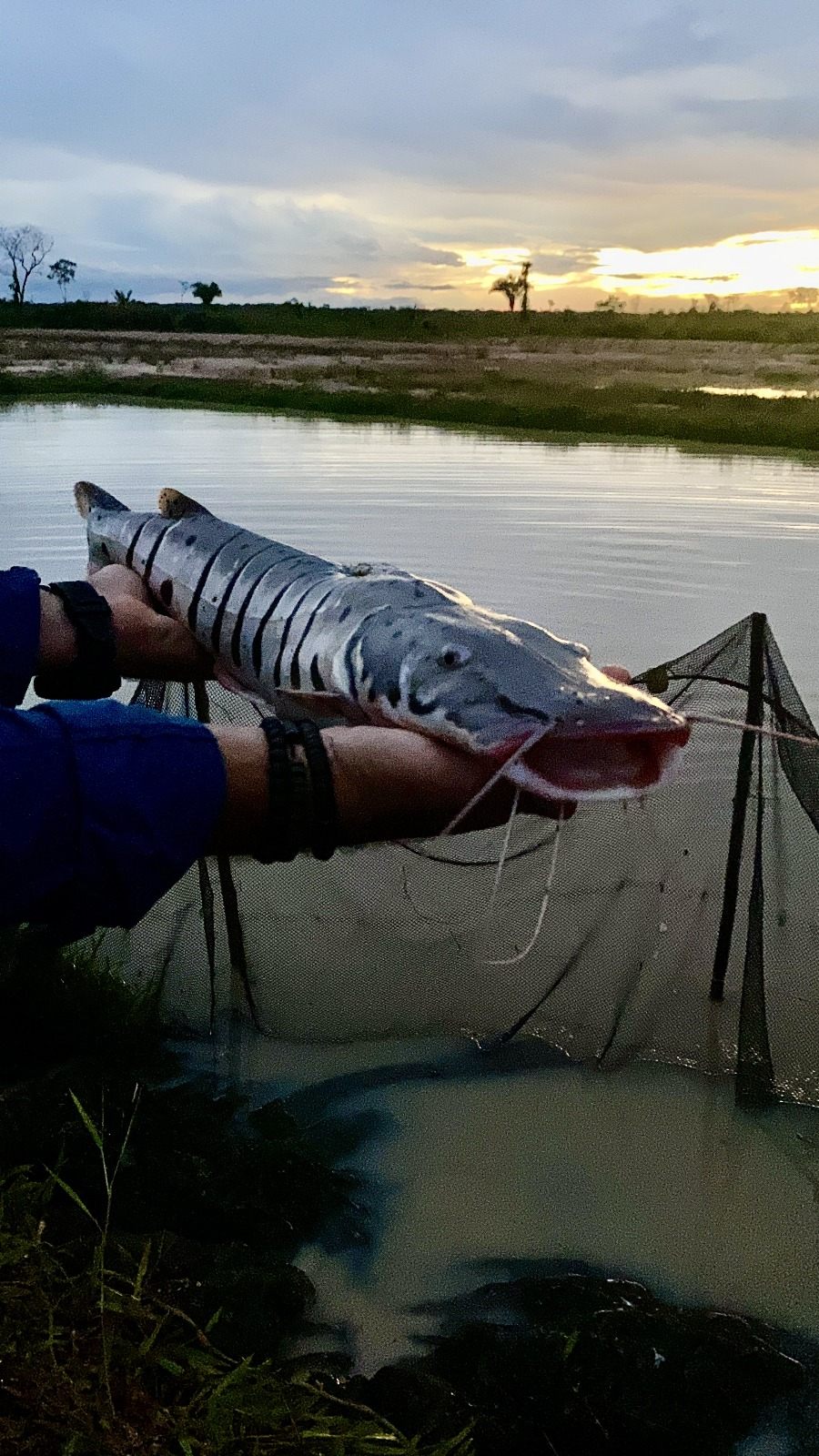 Doncella harvest at the Amazonian Reserve farm, Peru