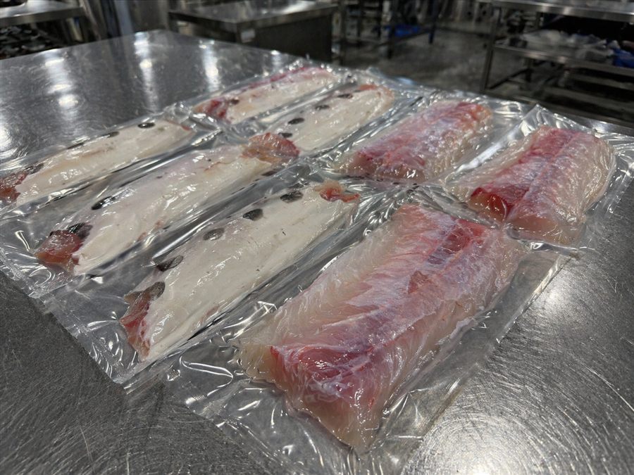 Doncella frozen fillets — skin-on and skinless