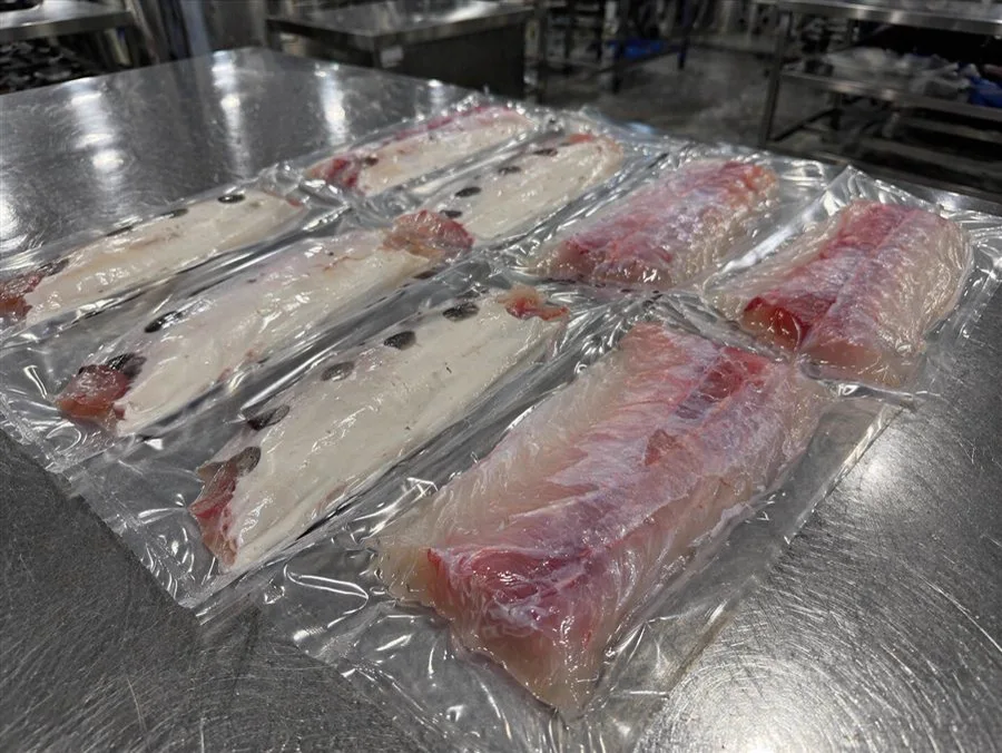 Frozen Fillets