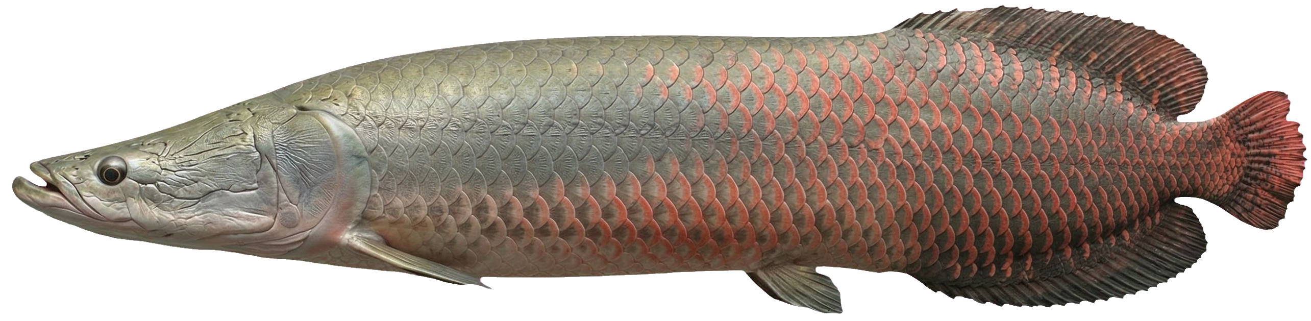 Arapaima gigas — Paiche