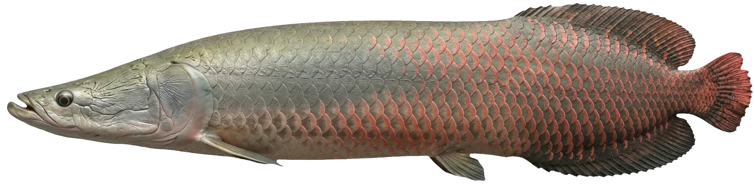 Arapaima gigas — Paiche